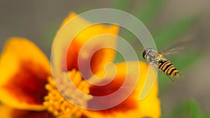 Fly insect bird sits on a bright yellow-red flower. The surface is lit by the bright sun. Macro photo of an insect with