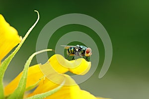 Fly Insect Diptera