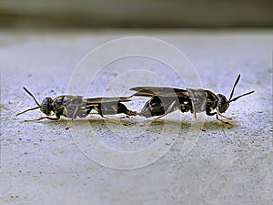 fly insect fornicate in Java