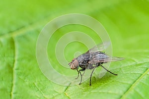 Fly insect on the green leaf