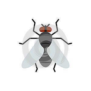 Fly insect housefly single flat color vector icon