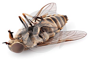 Fly insect isolated on white background