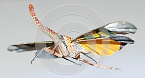 Fly insect lantern flying