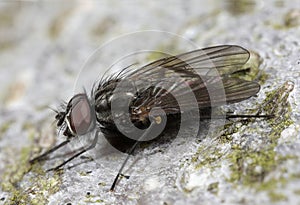 Fly Insect Macro Closeup