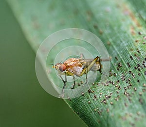 fly insect macro closeup detal photo