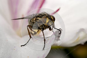 Fly insect on a magnolia