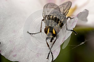 Fly insect on a magnolia