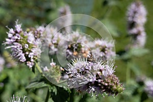 Fly insect on Mentha spicata (spearmint) plant in summer