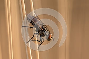 Fly insect resting on blade of grass