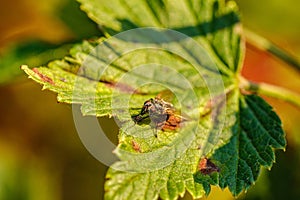 fly insect resting on a leaf