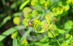 Fly insect on spurge plant, europe