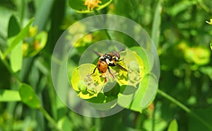 Fly insect on spurge plant, europe