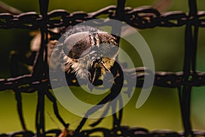 Fly trapped in net macro