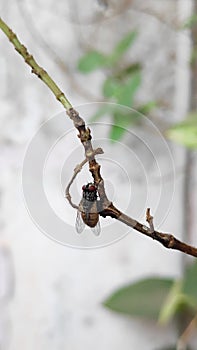 Fly insect on twig or branch