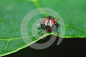 fly insects on green leaf in macro photography on background