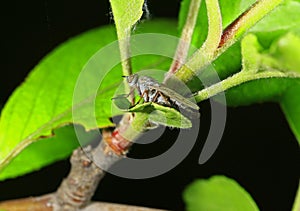 Fly insects, the stolen fly