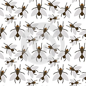 Fly insects wildlife entomology bug animal nature beetle biology buzz icon vector illustration pattern seamless