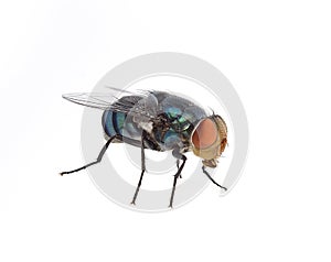 Fly isolated on white background