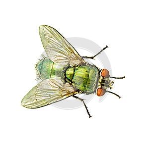 Fly isolated on white