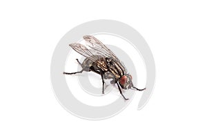 Fly isolated on white. Macro shot of a housefly
