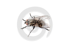 Fly isolated on white. Macro shot of a housefly