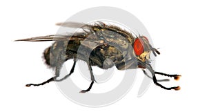 Fly isolatet on the white background