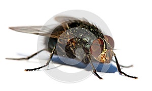 Fly isolatet on the white background