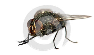 Fly isolatet on the white background