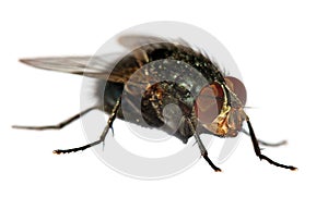 Fly isolatet on the white background
