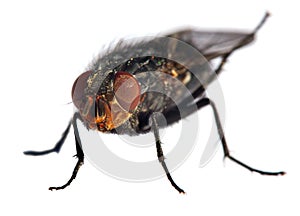 Fly isolatet on the white background
