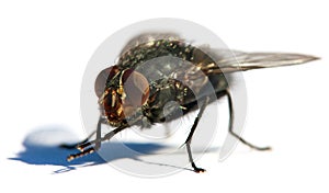 Fly isolatet on the white background
