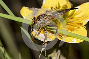 Fly ktyr hornet-like on the flower