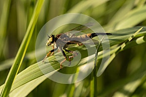 Fly ktyr hornet-like on the leaf