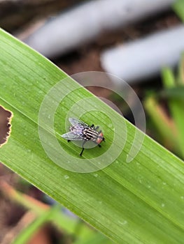 a fly landed on the big green grass