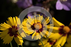 A fly lands on a yellow summer flower