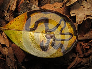 Liriomyza huidobrensis, commonly known as the pea leaf minero, plant pest problem photo