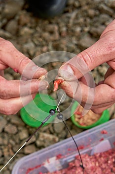 Fly larvae attach themselves to a fish hook to catch fish. Close-up. White and red worms. Fish bait. Fishing background