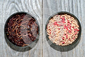 Fly larvae and compost worms in open fishing boxes on a wooden rustic background.