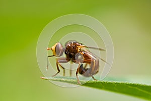 Fly on a leaf