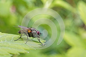 Fly on a leaf