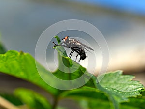 fly on leaf