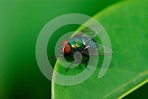A fly on the leaf