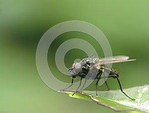 Fly on leaf