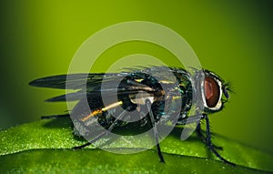 Fly leaf bee nature green midge macro closeup photo