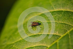 Fly on leaf, close-up