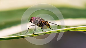 Fly on a Leaf