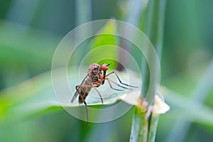 Fly on a leaf