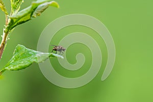 Fly on the leaf and grass. Slovakia