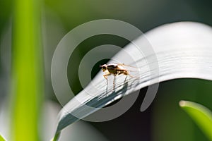 Fly on a leaf. macro