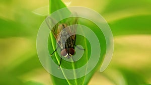 Fly on a leaf macro static HD animal insect